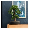 Kunstbonsai »Ficus Bonsai«, grün