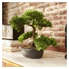 Botanic-Haus Kunstbonsai »Ficus Bonsai grün 32 cm 420002
