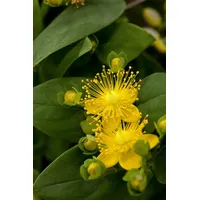 Pflanzen Für Dich Hypericum calycinum 'Rose von Sharon', gelb,