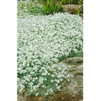 Pflanzen Für Dich Cerastium tomentosum, Silberteppich, weiß, ca. 9x9