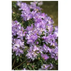 Rhododendron impeditum 'Blaue Mauritius', Zwerg-Rhododendron, blau, 20–25 cm