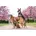 Hundegeschirr grün/schwarz 40-45 cm