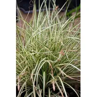 Pflanzen Für Dich Carex acutiformis, Sumpf-Segge, ca. 9x9 cm