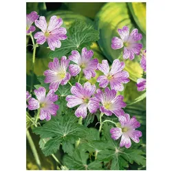 Geranium versicolor, Storchschnabel, weiß-rosa, ca. 9x9 cm Topf