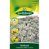 Quedlinburger Saatgut Quedlinburger Steinkraut ''Schneedecke''
