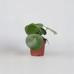 Plant in a Box - Großblättrige Zierpfeffer - Peperomia Polybotrya - Höhe 20-30cm - Pot 12cm
