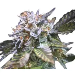 White Noise | Feminisierte Cannabissamen von Paradise Seeds | 5 Hanfsamen