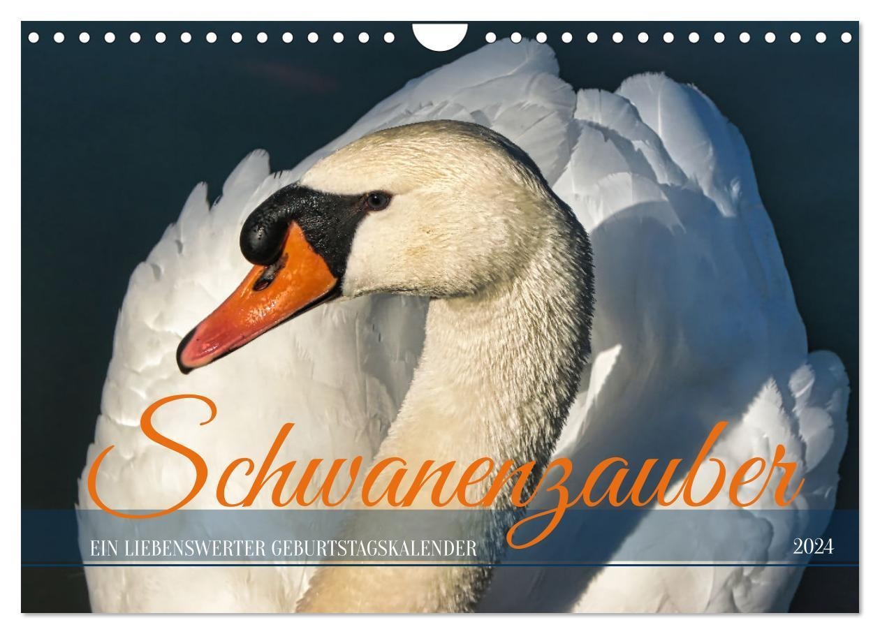 Schwanenzauber (Wandkalender 2024 Din A4 Quer)  Calvendo Monatskalender