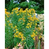 Pflanzen Für Dich Staude Helenium cult. Königstiger, 1 St., Sonnenbraut