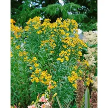 Pflanzen Für Dich Staude Helenium cult. Königstiger, 1 St., Sonnenbraut