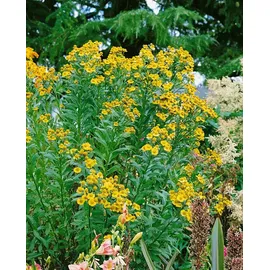 Pflanzen Für Dich Staude Helenium cult. Königstiger, 1 St., Sonnenbraut