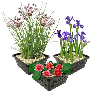 vdvelde.com - Teichpflanzen Set Rot Winterhart - 9 Pflanzen für Mini teich und großer Gartenteich - Seerose, Sumpf Iris und Schwanenblume inklusive Pflanzkörbe - Van der Velde Wasserpflanzen