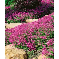 Pflanzen Für Dich Geranium x cantabrigiense 'Cambridge' Storchschnabel, ca.
