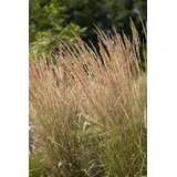 Pflanzen Für Dich Calamagrostis x acutiflora Karl Foerster' Reitgras 3-5 Liter Container
