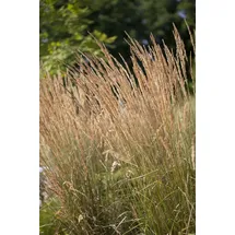 Pflanzen Für Dich Calamagrostis x acutiflora Karl Foerster' Reitgras 3-5 Liter Container