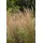Pflanzen Für Dich Calamagrostis x acutiflora Karl Foerster' Reitgras 3-5 Liter Container