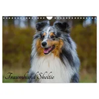 Calvendo Traumhund Sheltie (Wandkalender 2026 DIN A4 quer), CALVENDO