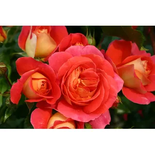 Märchenrose Gebrüder Grimm im 5 Liter Rosentopf