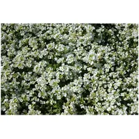 Pflanzen Für Dich Arabis caucasica 'Schneehaube' p 0,5