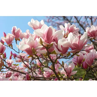 1st. Tulpen-Magnolie 60-80cm im großem Topf