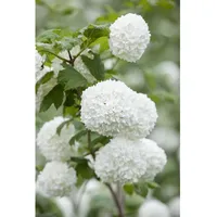 Pflanzen Für Dich Viburnum opulus 'Roseum', Schneeball, weiß-rosa Blüten,