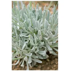 Lavandula latifolia, Speiklavendel, aromatisch, ca. 9x9 cm Topf