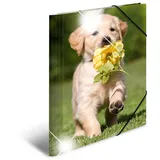 Herma Sammelmappe Tiere A4 hunde