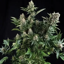 White Widow Auto Cannabissamen 3 Stück