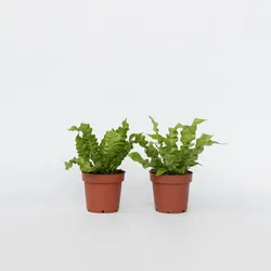 Plant in a Box - Vogelnestfarn - 2 Stk - Asplenium nidus 'Crispy Wave' - Höhe 25-40cm - Topf 12cm