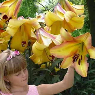 Lilien Zwiebeln Winterhart Mehrjährig - Rising Moon Riesen Lilien - 3 Zwiebeln - Winterharte Blumenzwiebeln aus Holland für Garten (große Knollen, kein Samen, nicht künstlich)