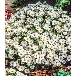 BALDUR Garten Bodendecker Bergsandblume, 15 St., Polsterstaude, winterhart, mehrjährig, pflegeleicht weiß