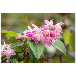 Deutzia magnifica 'Tourbillon Rouge', Maiblumenstrauch, rosa, 40–60 cm