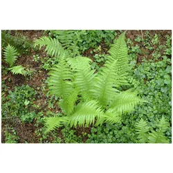 Polystichum setiferum 'Proliferum', Schildfarn, ca. 9x9 cm Topf