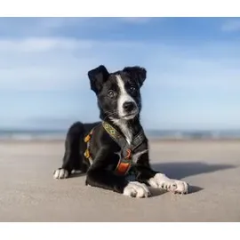 Non-Stop Dogwear Hundegeschirr Line Harness 5.0 Rachel Pohl Signature Edition, teal/oak