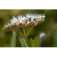 Pflanzen-für-dich.de Viburnum nudum 'Pink Beauty' Duft-Schneeball Rosa 40–60 cm