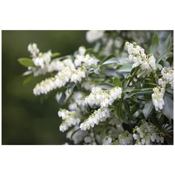 Pieris japonica, Japanische Lavendelheide, 30–40 cm