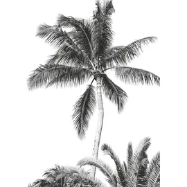 KOMAR Retro Palm 200 x 280 cm