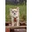 Leather Clasp Vest Hundegeschirr S