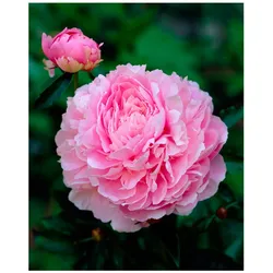 Plant in a Box - Pfingstrose - 4 Stk - Paeonia - Rhizome - Rosa