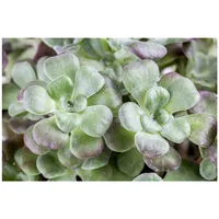 Pflanzen Für Dich Sedum spathulifolium 'Purpureum', Purpur-Fetthenne, ca. 9x9