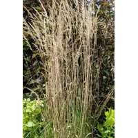 Pflanzen Für Dich Calamagrostis x acutiflora 'Overdam', Ziergras, ca.