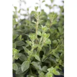 PlantaPro Origanum vulgare 9x9 cm Topf – Winterhart, Mehrjährig, Pflegeleicht – Oregano – Kräuterpflanze für Beet & Balkon