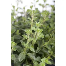 PlantaPro Origanum vulgare 9x9 cm Topf – Winterhart, Mehrjährig, Pflegeleicht – Oregano – Kräuterpflanze für Beet & Balkon