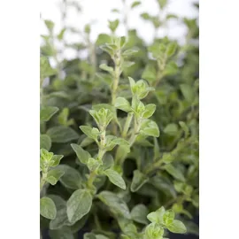 PlantaPro Origanum vulgare 9x9 cm Topf – Winterhart, Mehrjährig, Pflegeleicht – Oregano – Kräuterpflanze für Beet & Balkon