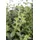 PlantaPro Origanum vulgare 9x9 cm Topf – Winterhart, Mehrjährig, Pflegeleicht – Oregano – Kräuterpflanze für Beet & Balkon