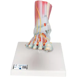 Modell des Fußskeletts mit Bändern & Muskeln - 3B Smart Anatomy