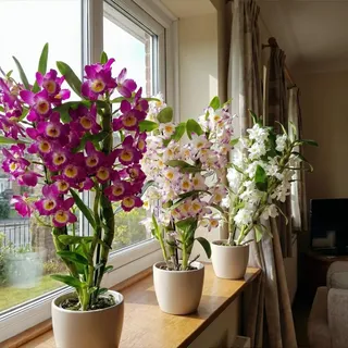 Orchideen Echte Pflanzen - Bambus Dendrobium Nobile Kollektion - 3 große Zimmerpflanzen aus Holland - 30-40 cm hoch - blühend und duftend (Nicht künstlich, ohne Dünger und Topf, keine Samen)