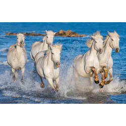 Fototapete PAPERMOON "PFERDE-CAMARGUE GALLOP STRAND MEER TIERE KÜSTE PROVENCE", bunt, B:5,00m L:2,80m, Vlies, Tapeten
