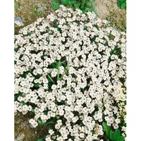 Pflanzen Für Dich Aubrieta x cult. Winterberg Blaukissen, violett,