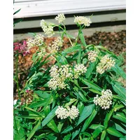 Pflanzen Für Dich Asclepias incarnata 'Ice Ballet', Seidenpflanze, weiß,
